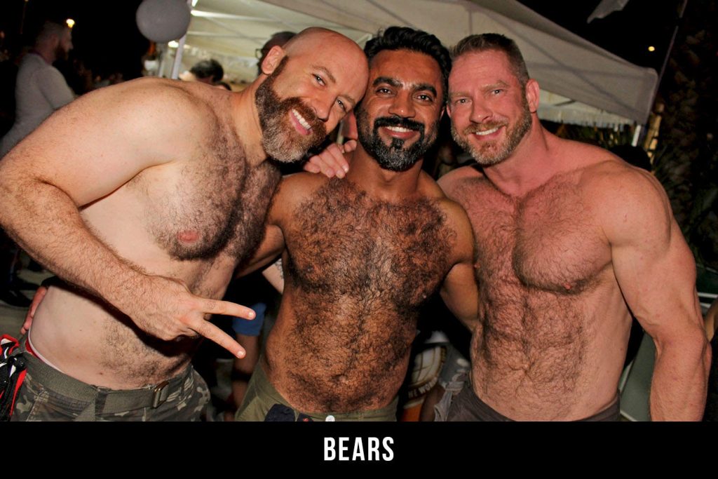 gay bear