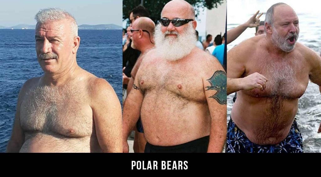 Polar Bears