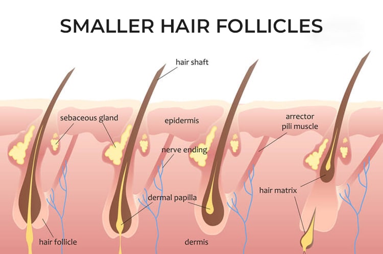 Hair-Follicles
