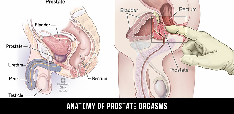 anatomy of prostate orgasm