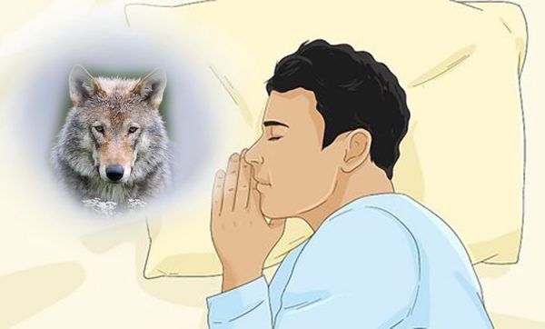 furry kink