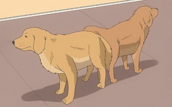 furry kink