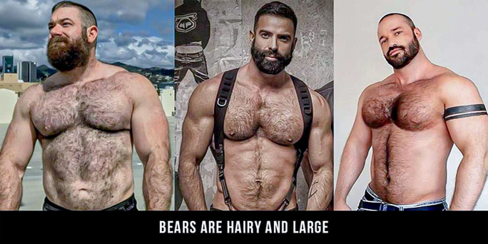 Gay otters are often considered under the bear community because of their hairy and muscly