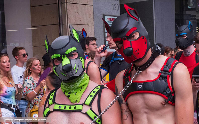How to Explore the World of Gay Puppy Play in Dungeons