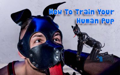How To Train Your Human Pup: Tips And Tricks