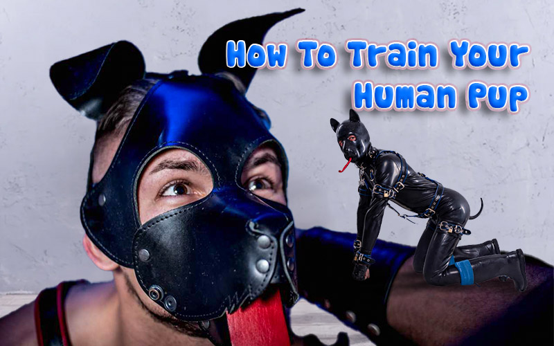 How To Train Your Human Pup: Tips And Tricks